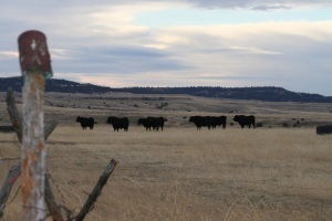 Picture of cows roaming the nearby pasture